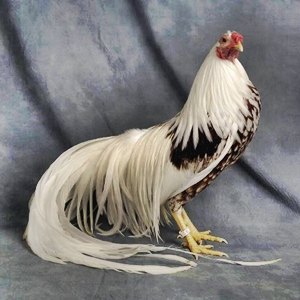 Японская Курица Фото